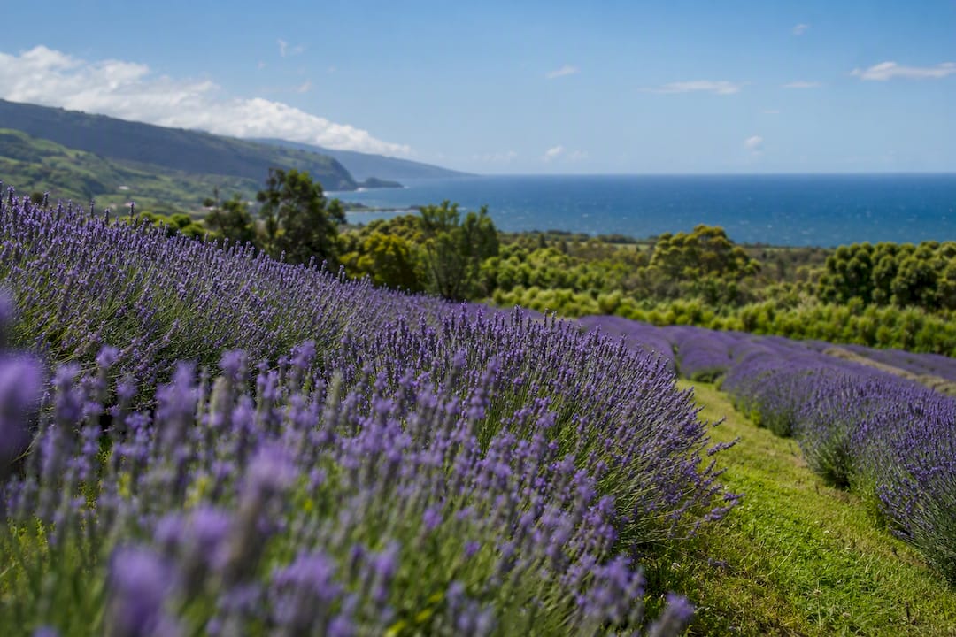 Lavender farm with mountain and ocean view
