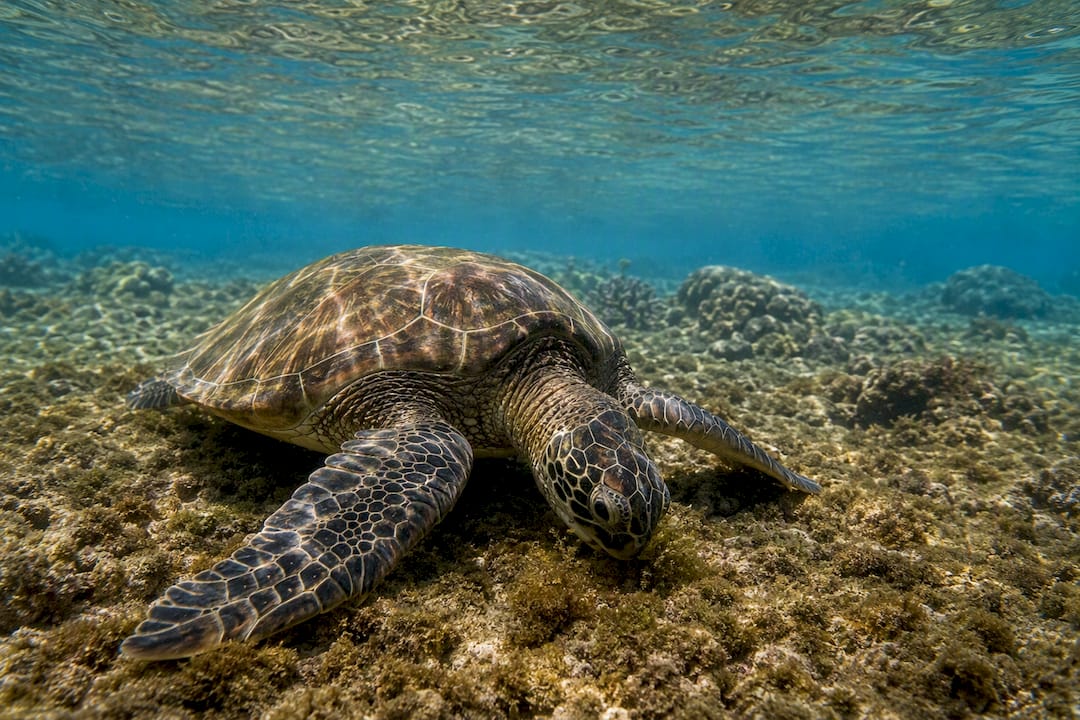 Green sea turtle grazing in shallow reef