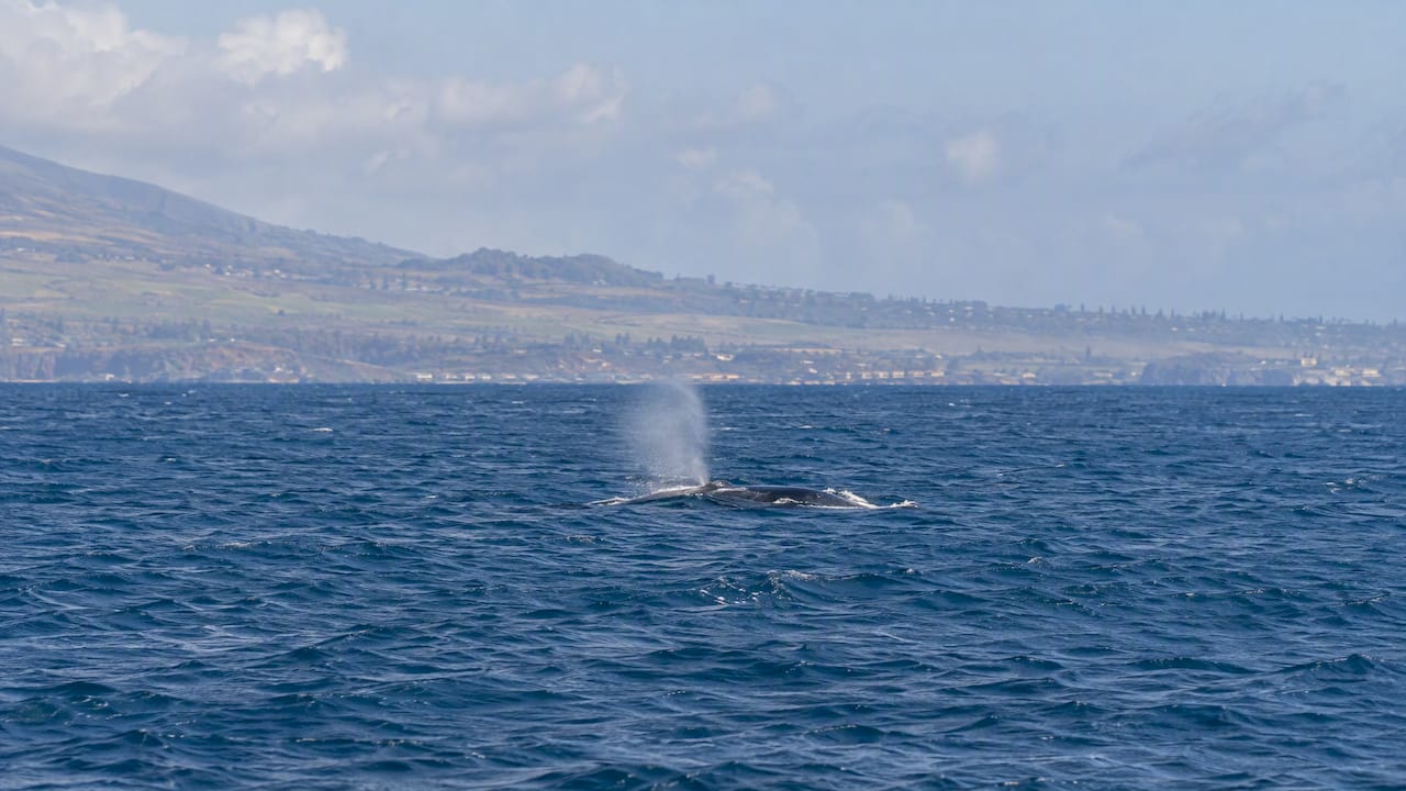 Humpback whale spout off Maui’s coast