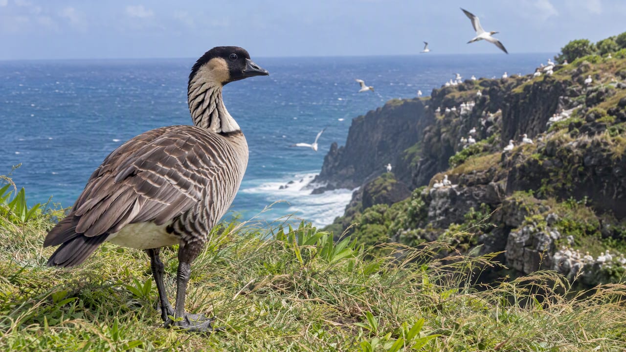 Nēnē goose near Kīlauea seabird cliffs