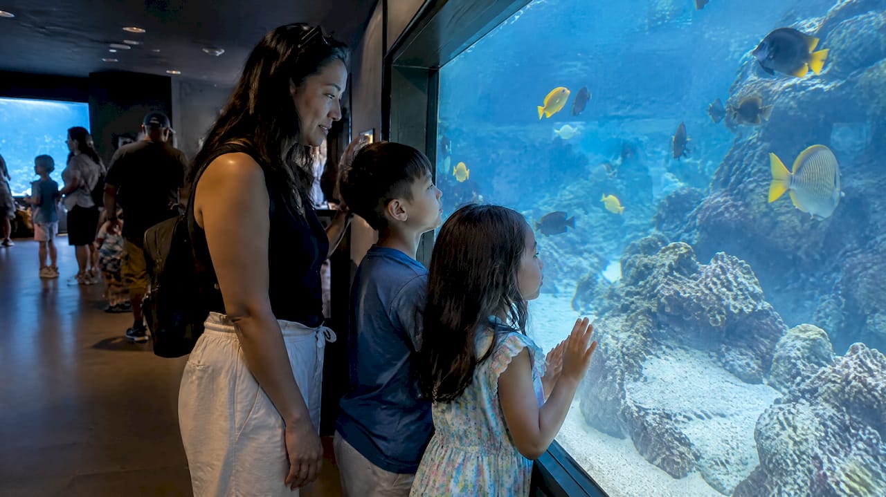 Children watching tropical fish at aquarium