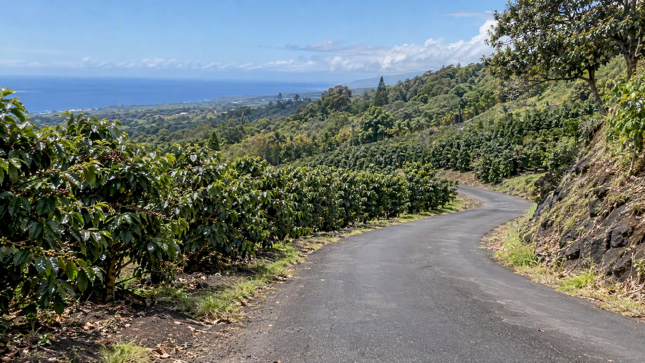 Winding road through Kona coffee-growing hills